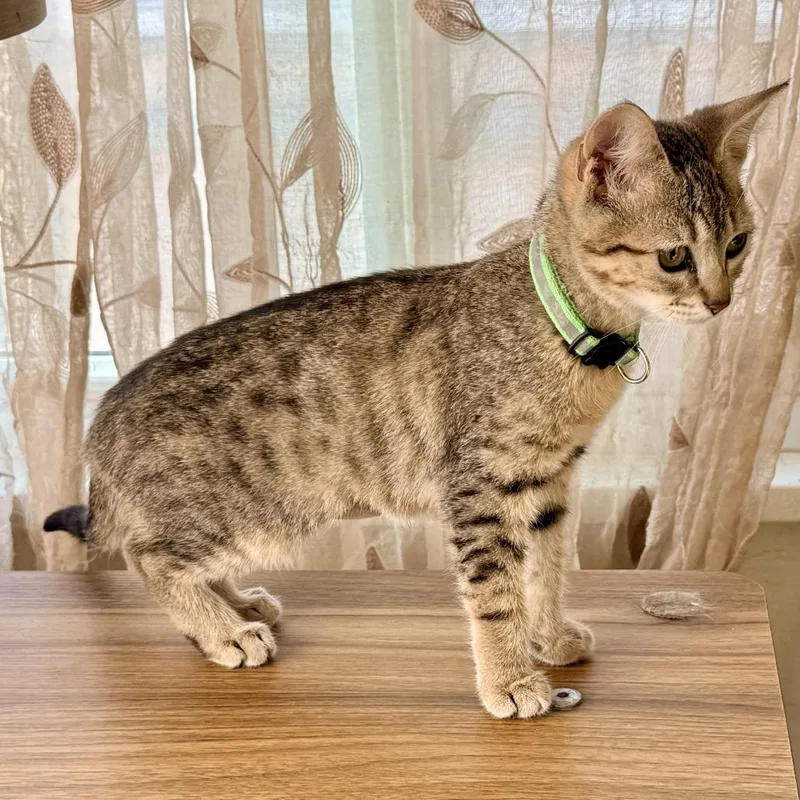 A baby small-sized female Brown / Chocolate Domestic Short Hair cat named Nymeria for adoption in Los Angeles, CA