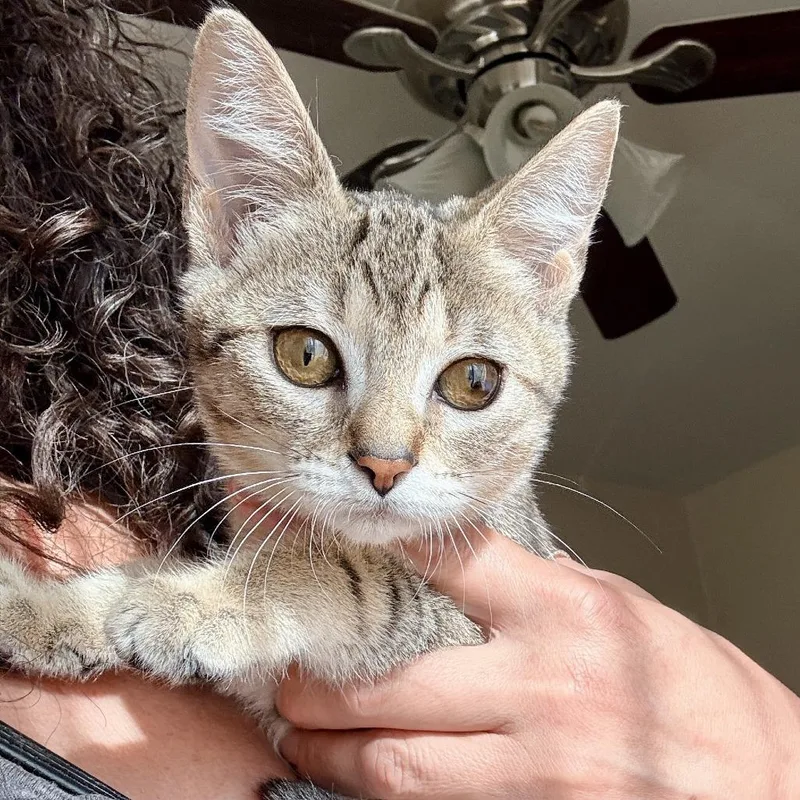 Nymeria thumbnail 4