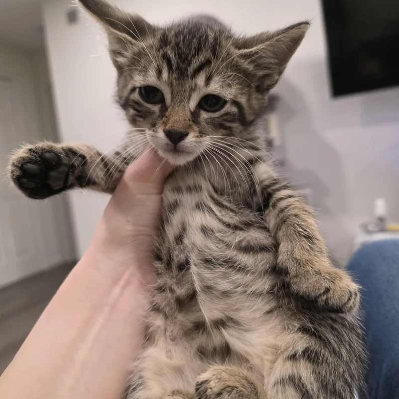 A baby medium-sized male Brown / Chocolate Domestic Short Hair cat named Wasabi for adoption in Moriches, NY