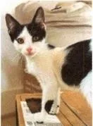 A baby small-sized male Black & White / Tuxedo Domestic Short Hair cat named Stanley for adoption in Anoka, MN