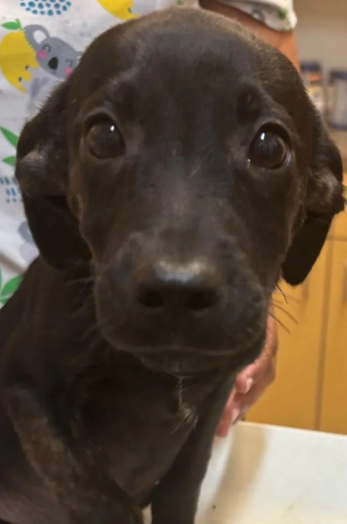 A baby small-sized male Chihuahua dog named Meatball for adoption in Elizabethton, TN