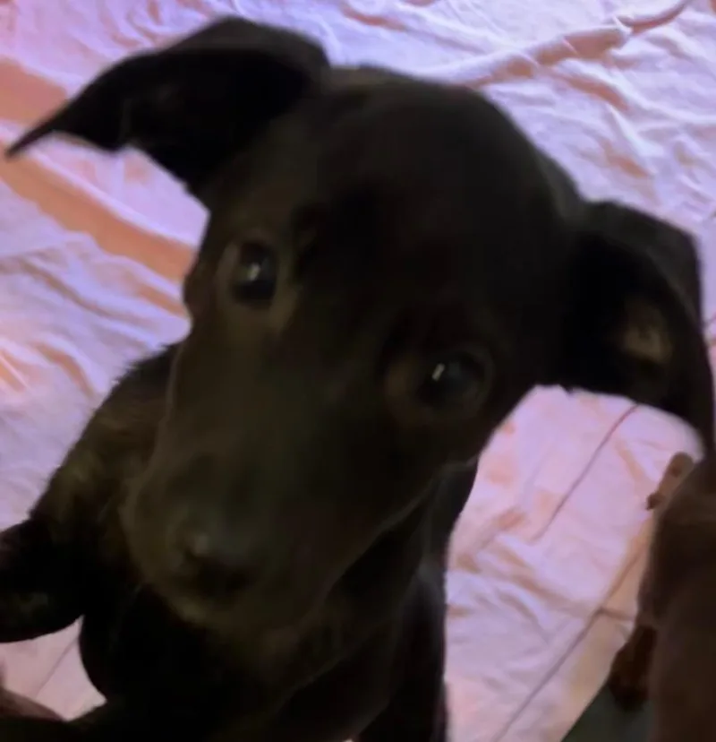 Meatball thumbnail 2