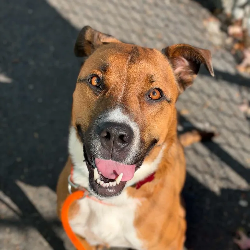 An adult medium-sized female Pit Bull Terrier dog named Blue for adoption in Tacoma, WA