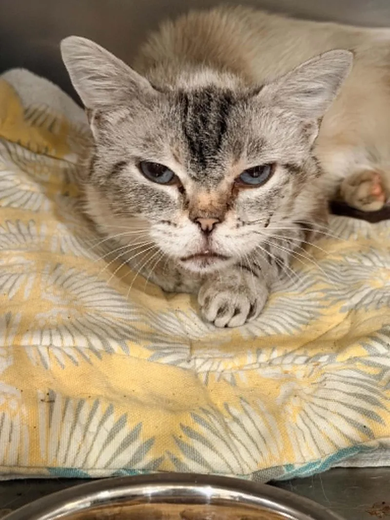 A young medium-sized female Domestic Short Hair cat named Hay Fever for adoption in Lincoln, CA