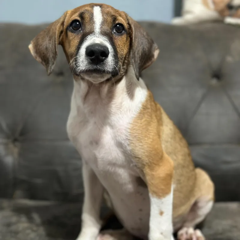 A baby medium-sized male Yellow / Tan / Blond / Fawn Beagle dog named Sonic for adoption in Charleston , WV