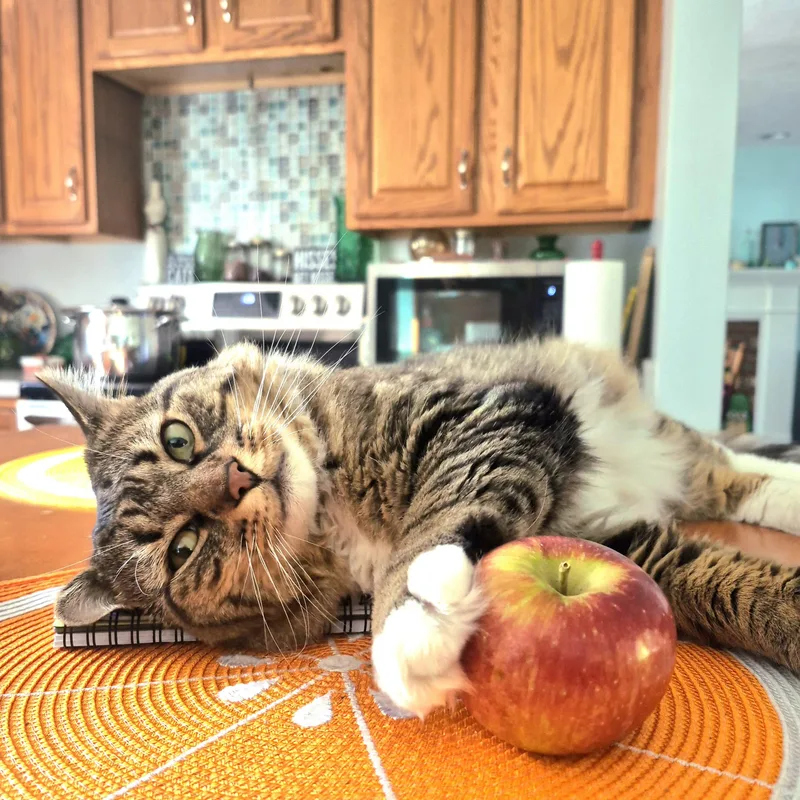 An adult medium-sized male Domestic Long Hair cat named Tiger for adoption in Bourne, MA