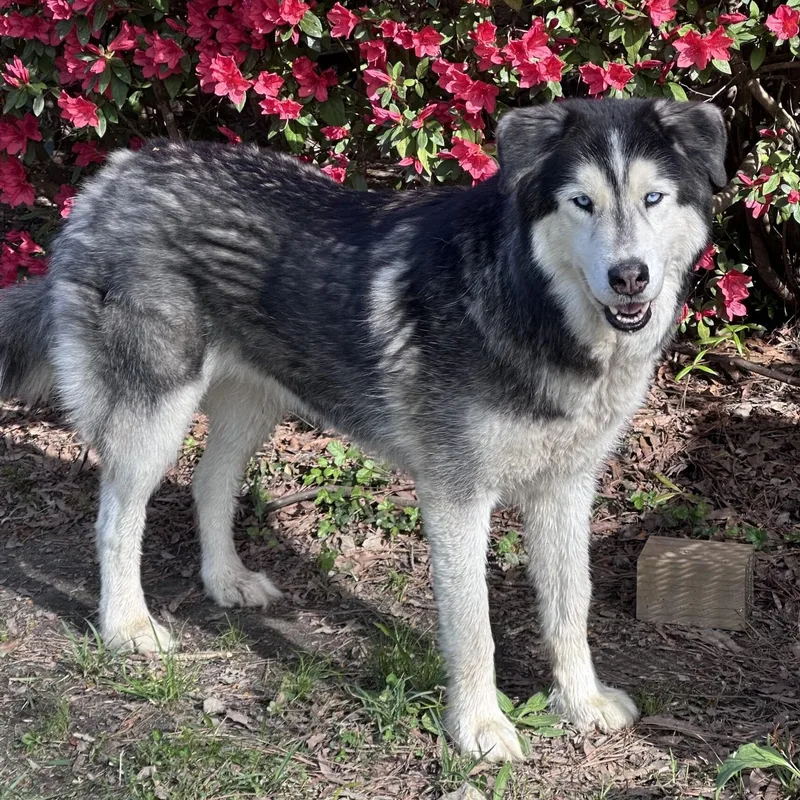 Miska & Eko thumbnail 4