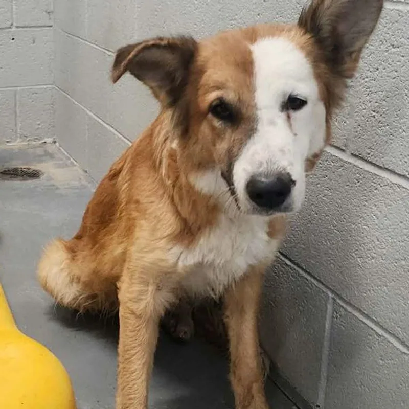 A senior medium-sized female Yellow / Tan / Blond / Fawn Australian Shepherd dog named Elenore for adoption in Kingman, AZ