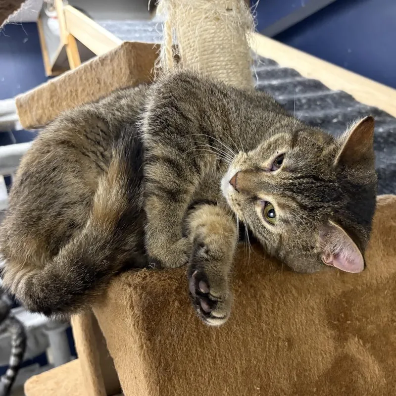 A young medium-sized female Torbie Domestic Short Hair cat named Dodge for adoption in Evansville, IN