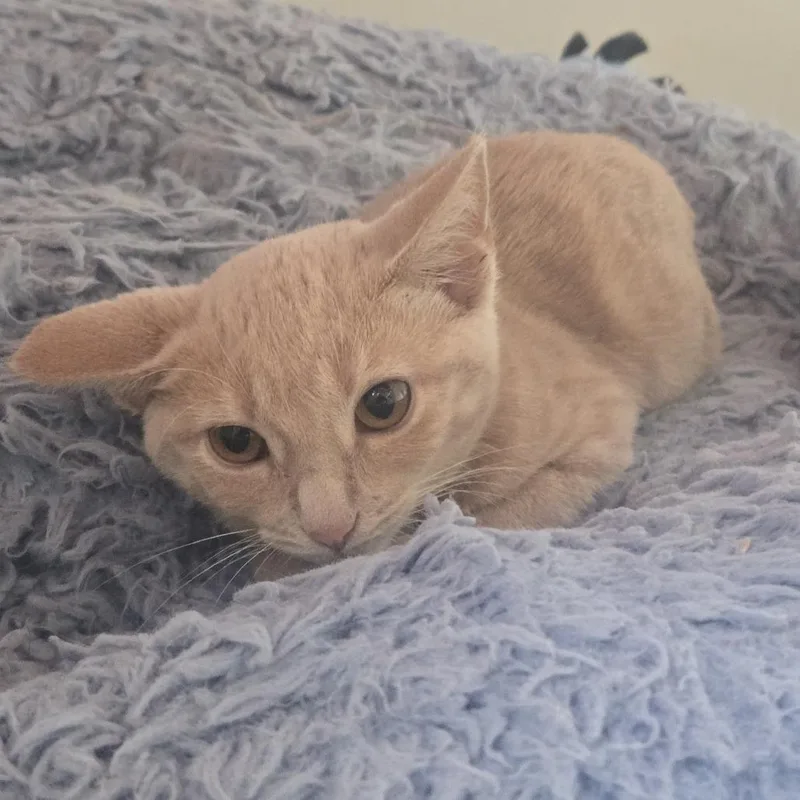 A baby small-sized female Orange / Red Domestic Short Hair cat named Lola for adoption in Tawas City, MI