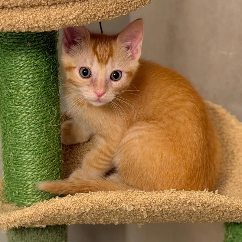 A baby small-sized male Orange / Red Domestic Short Hair cat named Oona for adoption in Chattanooga, TN