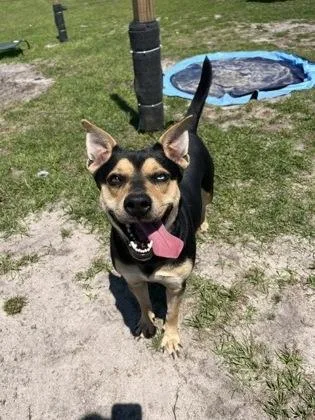 An adult large-sized female Mixed Breed dog named Cissy for adoption in Manteo, NC