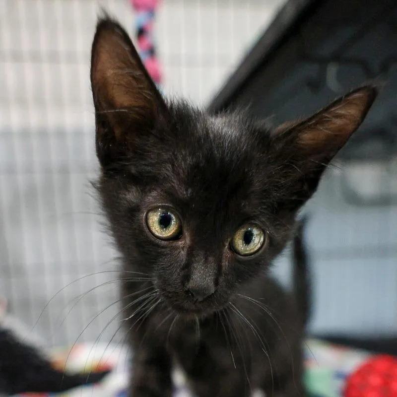 A baby small-sized female Black Domestic Short Hair cat named Jamie for adoption in Bradenton, FL