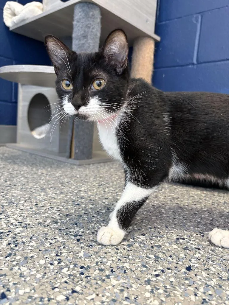 A baby medium-sized female Domestic Short Hair cat named Candy for adoption in Athens, AL