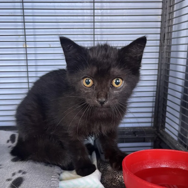 A baby small-sized female Black Domestic Medium Hair cat named Ivy for adoption in Shawnee, KS