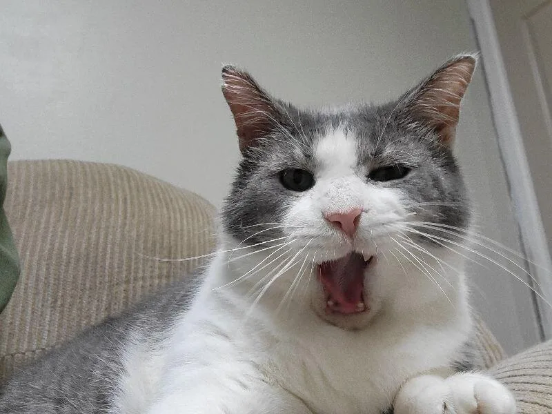 Colonel Drumstick thumbnail 2