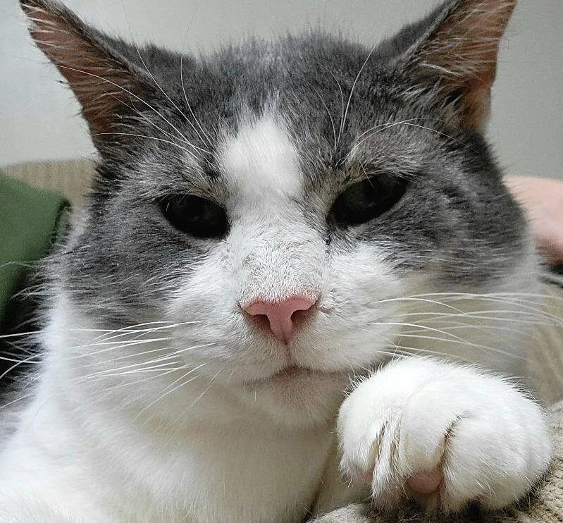 Colonel Drumstick thumbnail 3