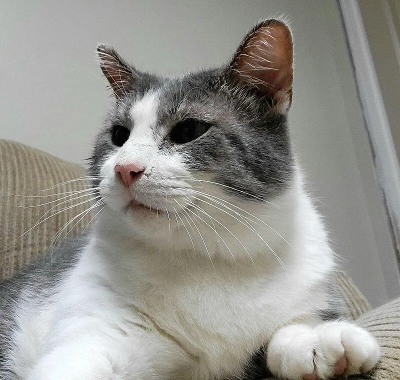 Colonel Drumstick thumbnail 4