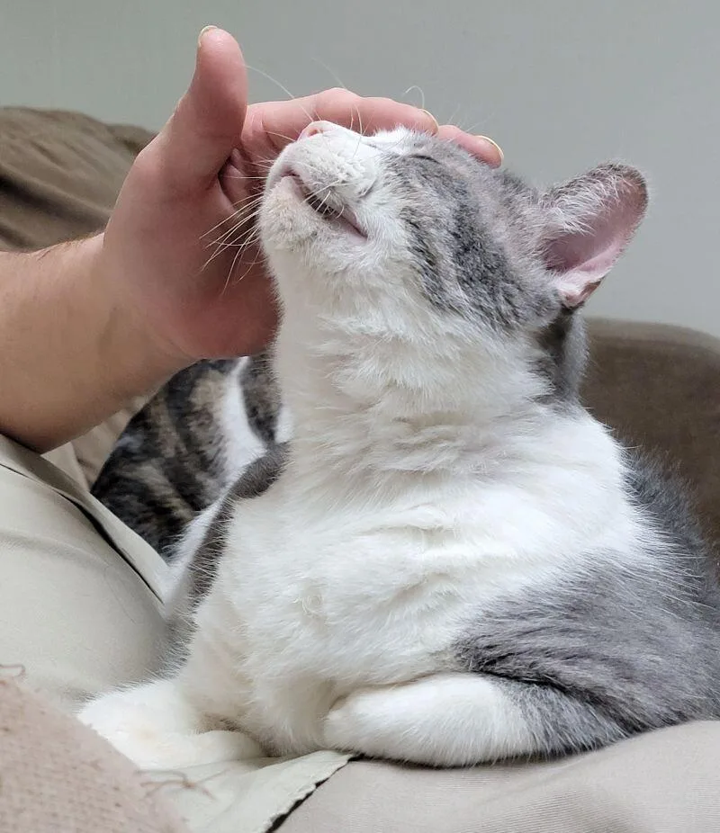 Colonel Drumstick thumbnail 5