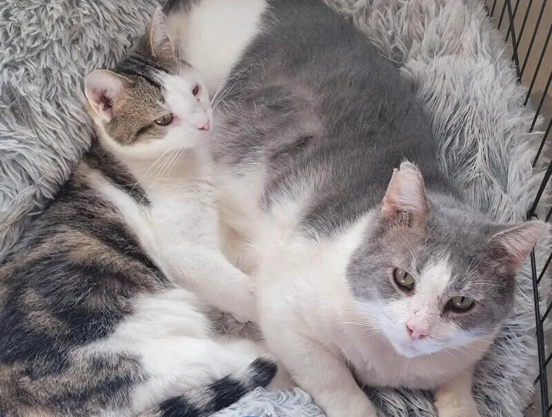 Colonel Drumstick thumbnail 6