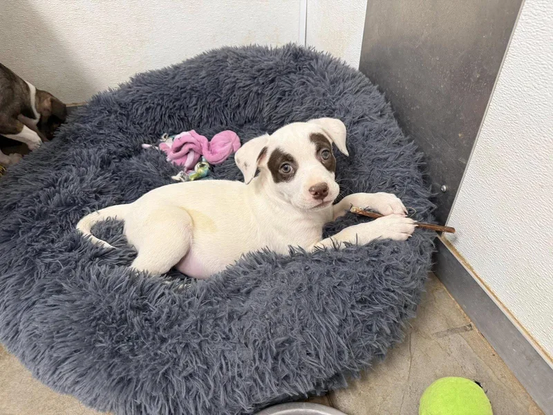 A baby medium-sized female Staffordshire Bull Terrier dog named Lex for adoption in Phoenix, AZ