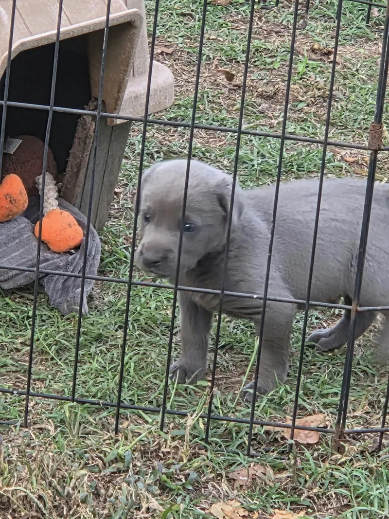 A baby small-sized male Pit Bull Terrier dog named Blu for adoption in Welling, OK