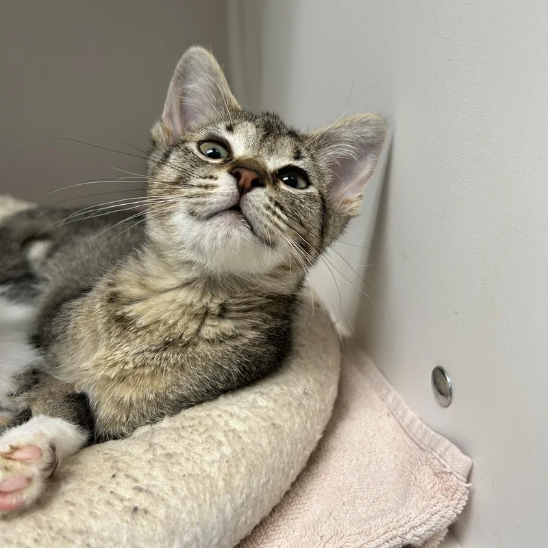A baby medium-sized female Tabby (Brown / Chocolate) Domestic Short Hair cat named Shorts  of for adoption in La Grange Park, IL
