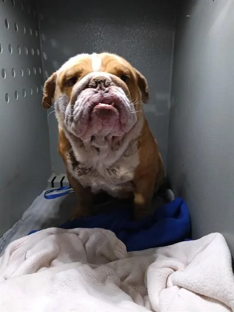 A young medium-sized male English Bulldog dog named Ramsey for adoption in Downey, CA