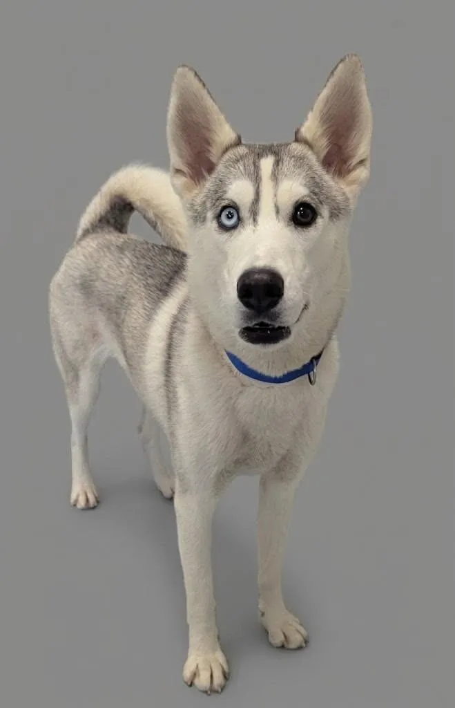 An adult medium-sized female Husky dog named Tessa for adoption in Yankton, SD
