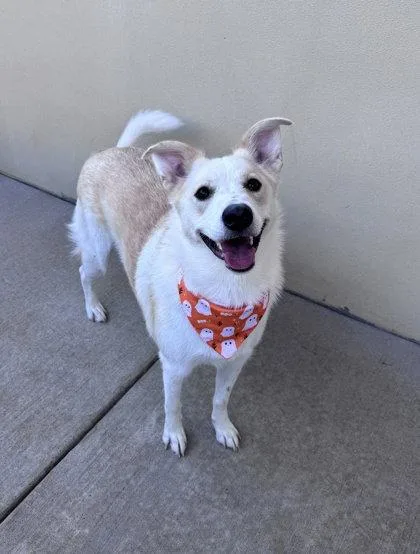 A baby large-sized female Great Pyrenees dog named Snugglebug for adoption in McKinney, TX