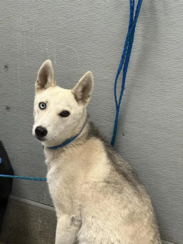 A young small-sized female Husky dog named Pilar for adoption in Las Vegas, NV