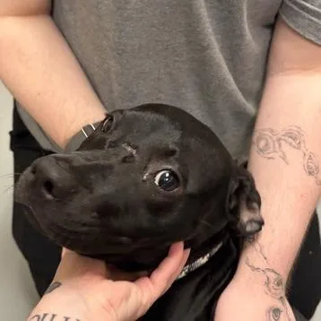 A young medium-sized female Black Mixed Breed dog named Serpentine for adoption in Asheville, NC