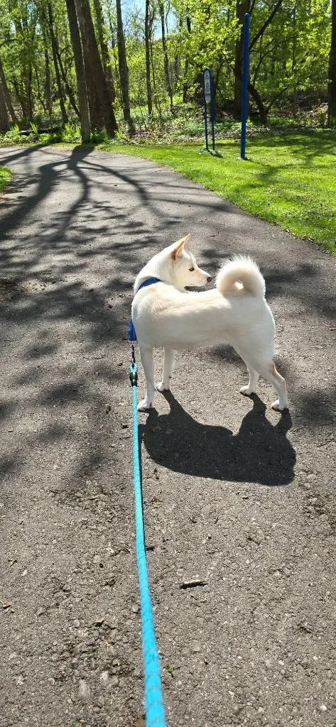 An adult medium-sized female Shiba Inu dog named Zorra for adoption in Waverly, NY