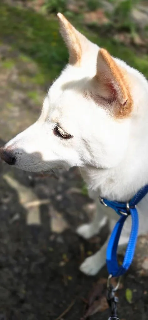 Zorra thumbnail 5
