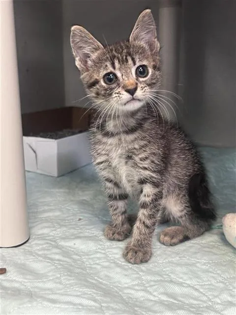 A baby medium-sized female Domestic Short Hair cat named Missy for adoption in Dallas, TX