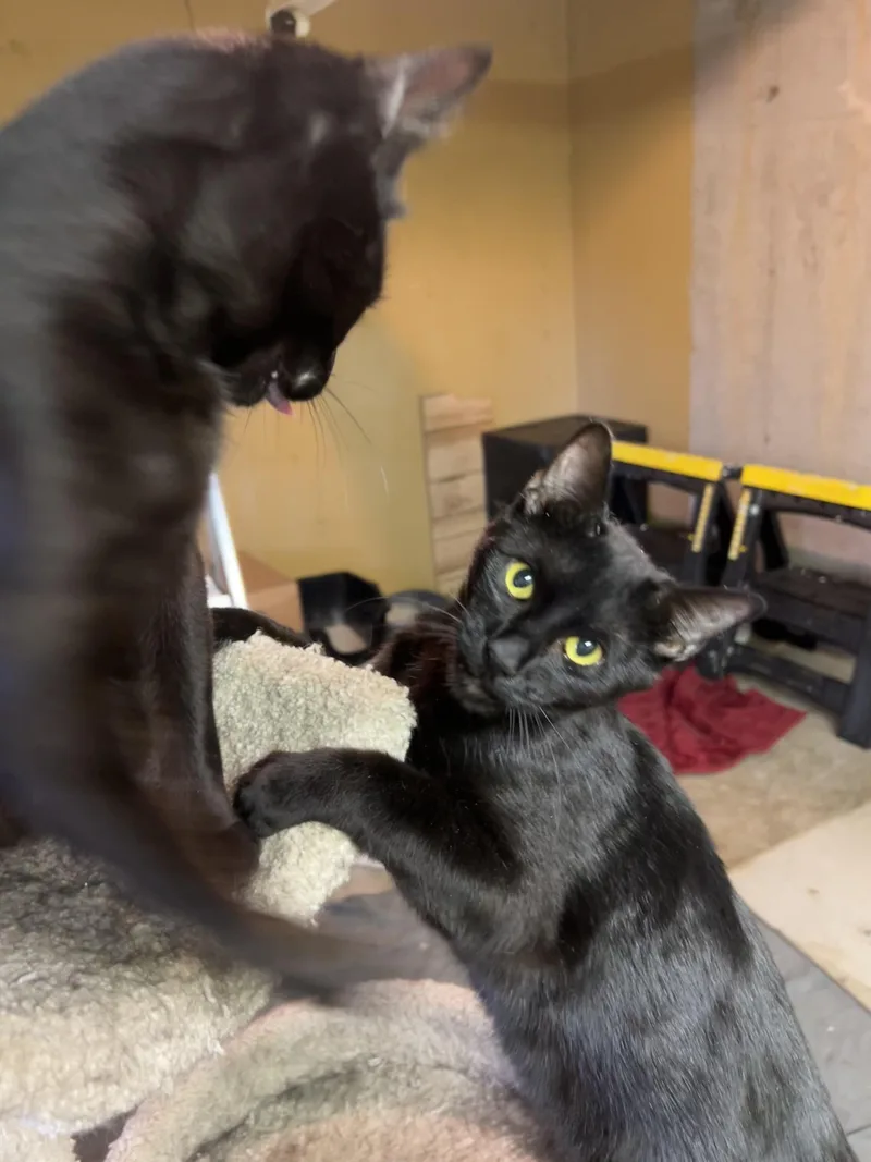 Pole Bean And String thumbnail 2