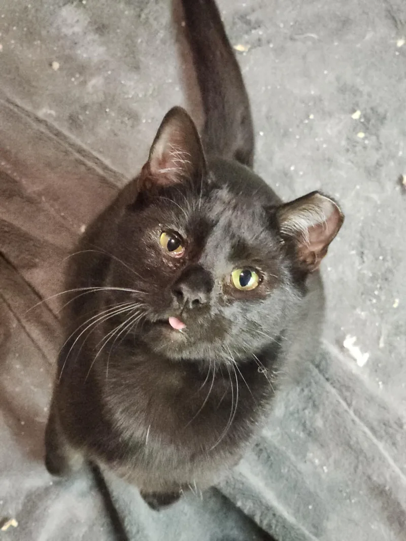 Pole Bean And String thumbnail 3