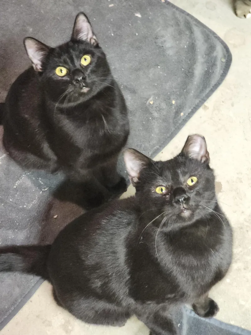 Pole Bean And String