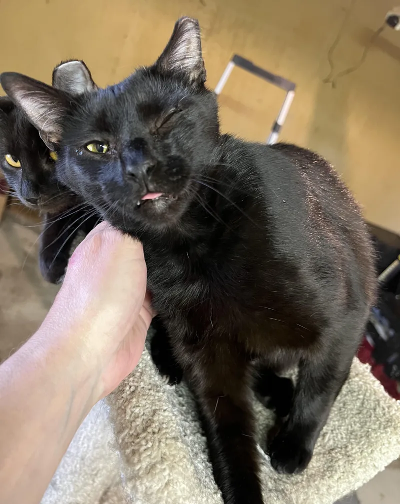 Pole Bean And String thumbnail 4