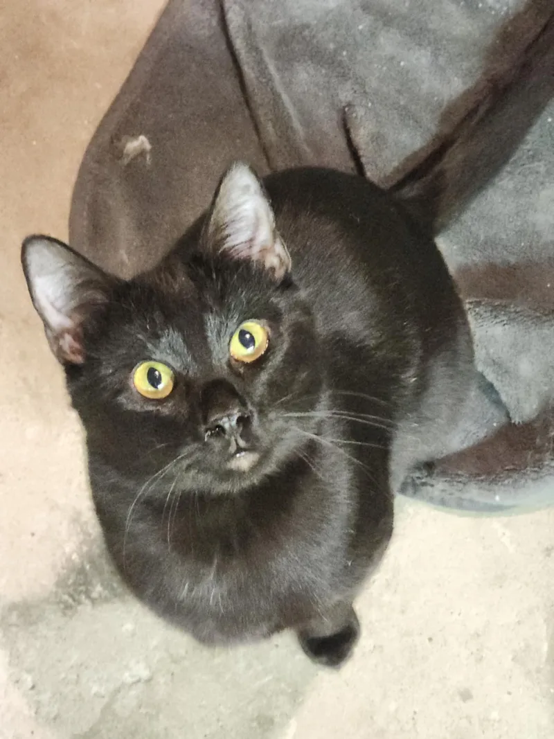 Pole Bean And String thumbnail 5