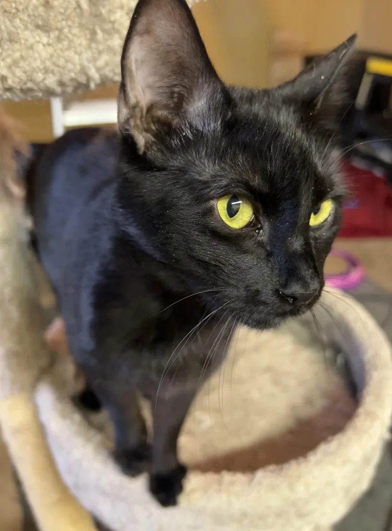 Pole Bean And String thumbnail 6