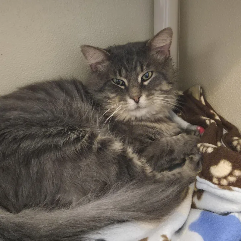 An adult large-sized male Domestic Long Hair cat named Jack for adoption in Tawas City, MI