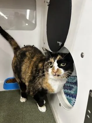 A senior large-sized female Domestic Short Hair cat named Esther for adoption in Westland, MI