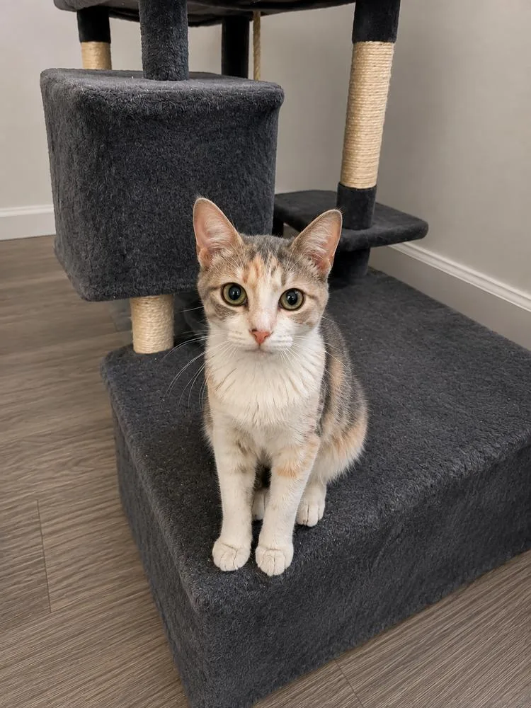 A young medium-sized female Calico cat named Miranda for adoption in Calimesa, CA