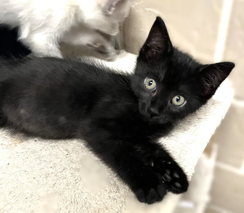 A baby medium-sized male Black Domestic Short Hair cat named Caboose for adoption in Shingletown, CA