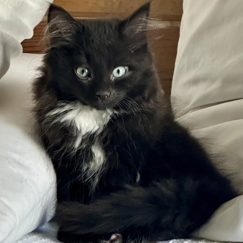 A baby small-sized male Black Domestic Medium Hair cat named Ryder for adoption in Peachtree City, GA