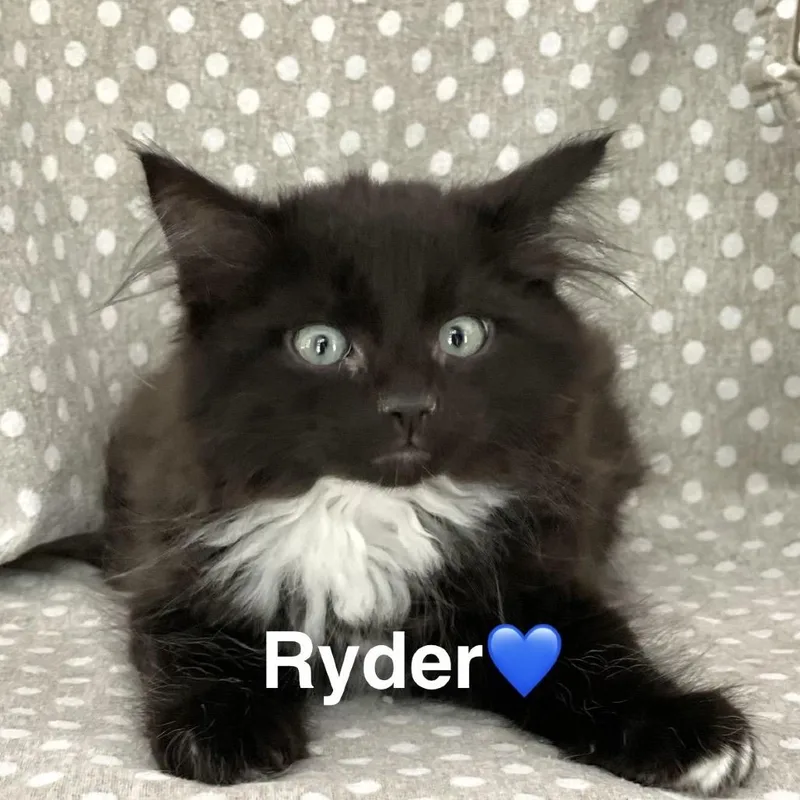 Ryder thumbnail 2