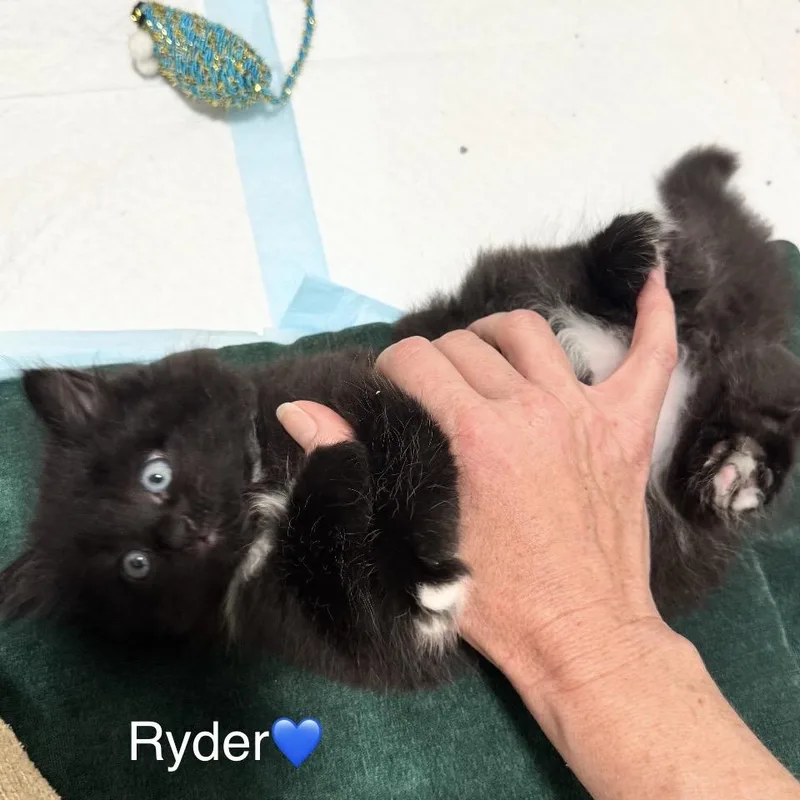 Ryder thumbnail 3
