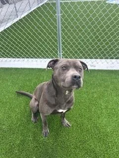 A young medium-sized male Gray / Blue / Silver Pit Bull Terrier dog named Enzo for adoption in bellefontaine, OH