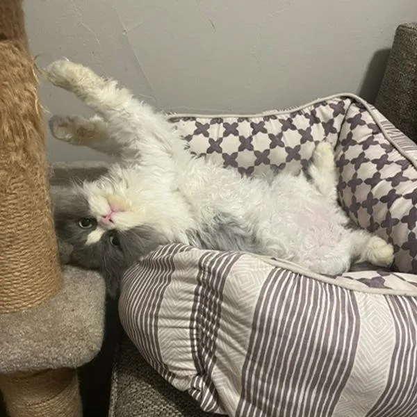 A young medium-sized male Persian cat named Fozzie  Bonded Buddy for adoption in Des Moines, IA